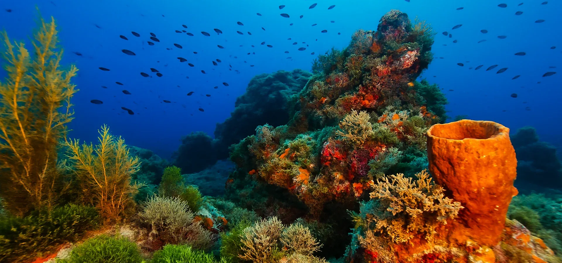 Resif Dalış Alanı (Köpekbalığı Taşları)