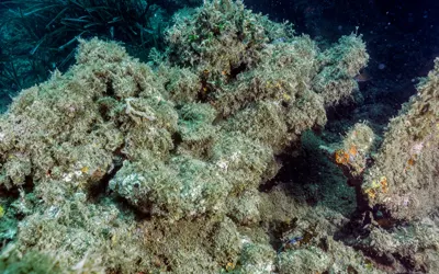 Massena and Saghalien