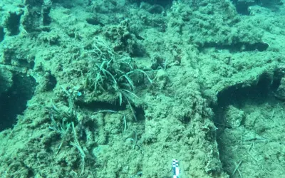 Massena and Saghalien Wrecks